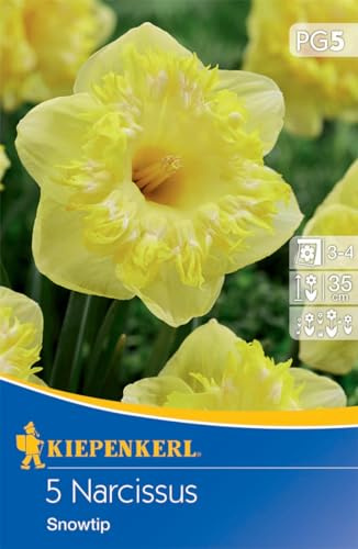 Kiepenkerl Narzisse Snowtip - Großkronige Blumenzwiebeln, Duftende Schnittblumen, Ideal für Herbstpflanzung, Zitronengelbe Blüte mit Weiß