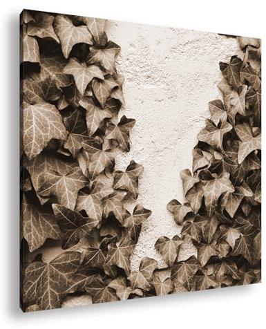 Hiedra sube suavemente la pared blanca y rugosa. Formato: 70 x 70 cm. Efecto: sepia como lienzo, diseño enmarcado en marco de madera auténtica, impresión digital de alta calidad con marco