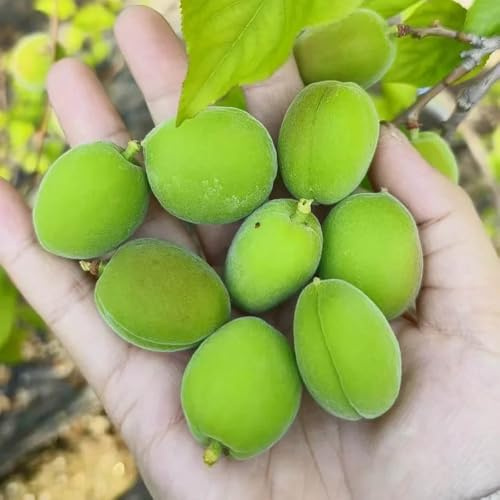 semi nani di albicocca, biologici di fresca all'aperto resistenti per aiuole rialzate per il giardino 20pcs