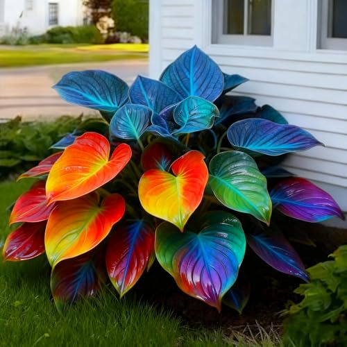 Raro Hosta Bulbi, piante perenni, Hosta Bulbi grande, Ambiente paesaggistico, Hosta in vaso, profumate, pianta Hosta(Non artificiali)-4 bulbi-C
