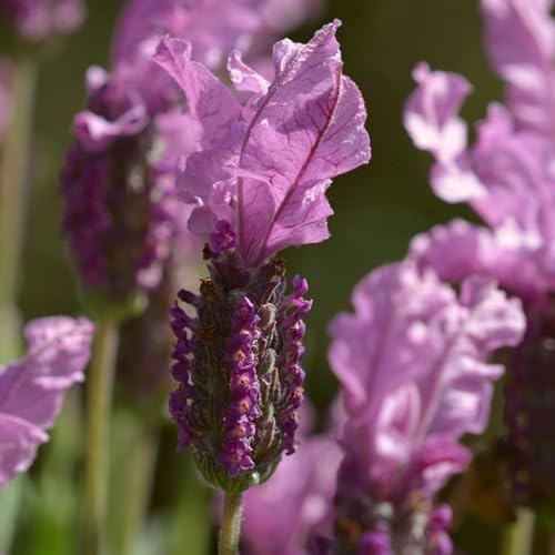 semi di lavanda - giardino roccioso Aiuole rialzate per il resistenti, in vaso recisi varietà antiche 900pcs