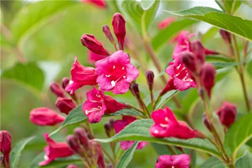 Weigela florida 'Bristol Ruby' 60–100 cm – Winterhart, Mehrjährig, Pflegeleicht – Weigelie – Zierstrauch für Garten & Hecke