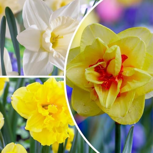 Colección Budget de Narcisos 25 Bulbos – Resistente al Frío y Perenne