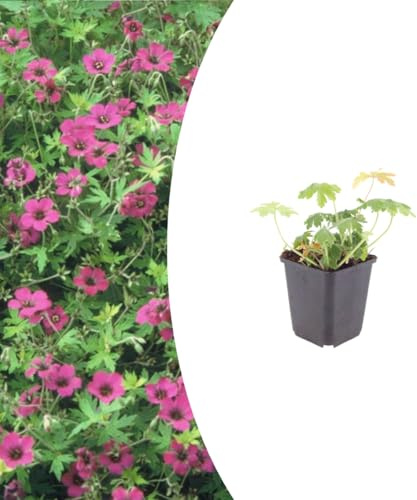 Geranium macr. 'Bevan's Variety' | 60 stycken - 10-25cm - Ø9cm - Trädgårdsväxt