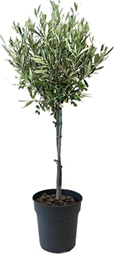 DECOALIVE Aceituno PREMIUM Árbol de Olivo Natural para Casa y Jardín