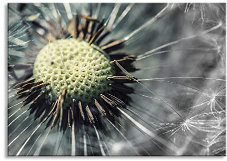 Pixxprint Glasbild, Wandbild aus Echtglas, Nahaufnahme einer Pusteblume, 80x60 cm, inkl. Aufhängung und Abstandshalter