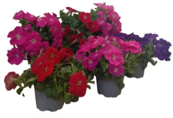 Set de 6 Petunias Naturales Color y Frescura para Macetas o Jardineras