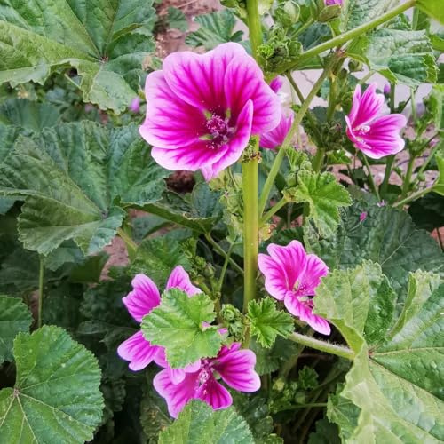semi di malva selvatica decorazione del soggiorno vaso perenni resistenti da giardino ufficio 600pcs