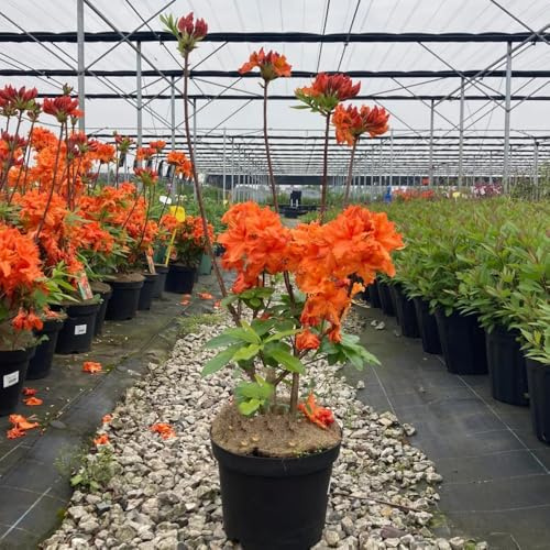 Semillas de rododendro, Decoración de jardín para exteriores semillas de azalea, raras semillas de para invitados productos sostenibles 25pcs