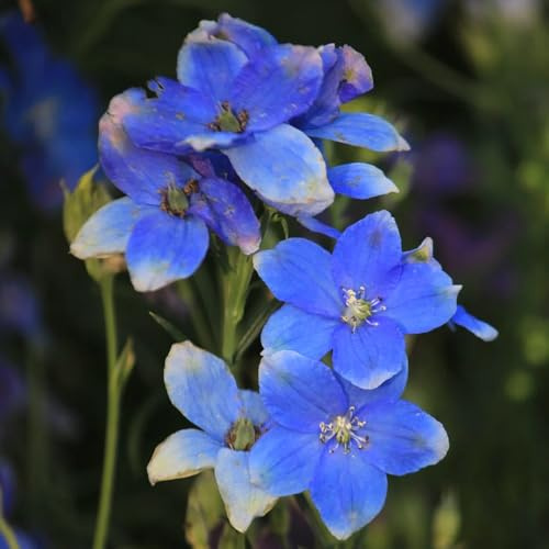 semi resistenti di delphinium da esterno resistenti, primaverili di delphinium balcone, decorazione giardino per esterni rampicanti 600pcs