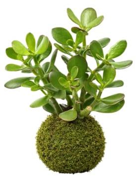 DECOALIVE - Planta Jade Viva en Kokedama Natural