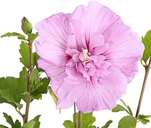 Dehner Hibiskus Lavender Chiffon, halbgefüllte rosa Blüten, ca. 40-50 cm | Hibiscus syriacus, Garten-Eibisch, Zierstrauch mit kompaktem Wuchs, Blütezeit Juni bis September, sonniger Standort