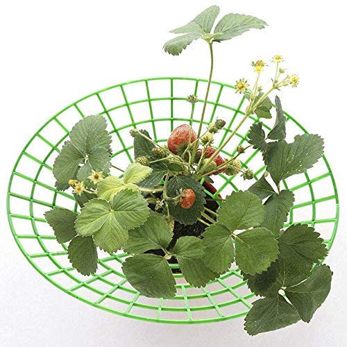 Midream 10 Stück Erdbeerständer Rahmenhalter, Balkon-Pflanzregal, Obststütze, Pflanzen, Blumen, Kletterranken, Säule, Gartenständer Grün