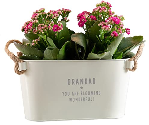 Garden Planters Outdoor and Indoor - Engraved Grandad's Garden Long Plant Pots Outdoor | Mum, Dad, Anniversary, Father's Day, Nan Gifts for Birthday Garden Pots and Planters | Dust and Things