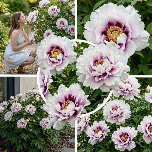 FLORIUM Pfingstrosen Pflanzen Winterhart Itoh Pink Magic | 1 Wurzel | große Päonien Hybride | Mehrjährige Staude | Pflanzen aus Holland für Garten und Topf (Rosa)