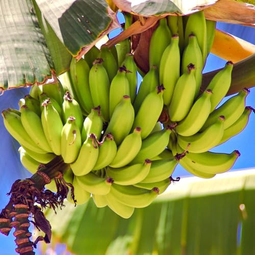 bananenbaum - bananen bio obstbäume kaufen bananensamen geschenke für gartenliebhaber gartenpflanzen winterhart mehrjährig zimmerpflanzen für sonnige plätze obstbaum 40samen