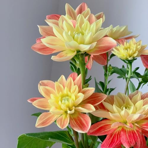 tuberi di dalia - in vaso decorazioni giardino esterni balcone 2pcs