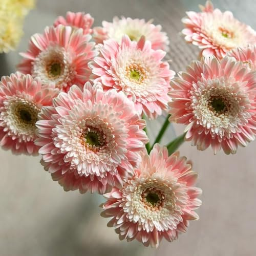 semillas de gerbera - balcón exóticas, cama elevada jardín perennes resistentes 400pcs