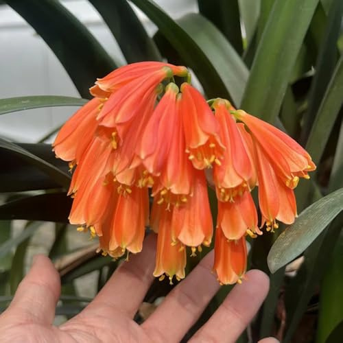 cliviasamen kaufen - hochbeet, winterharte balkon exotische 200pcs