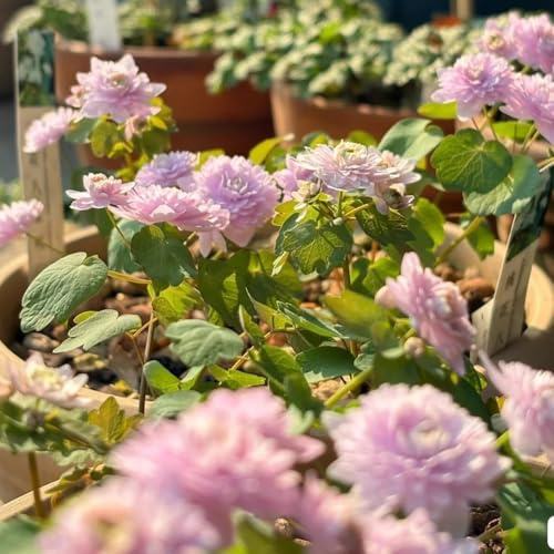 Thalictrum aquilegifolium - stauden mehrjährig exotische 500samen