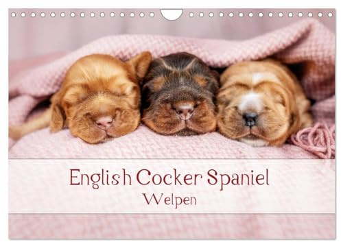 English Cocker Spaniel Welpen (Wandkalender 2026 DIN A4 quer), CALVENDO Monatskalender: Monatskalender, Jahreskalender, Geburtstagskalender (CALVENDO Tiere)