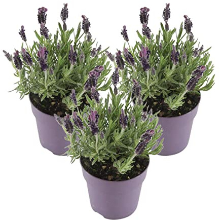 Plantas de Lavanda - Pack 3 Unidades - Flores Naturales Interior y Exterior