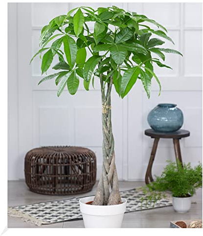 BALDUR Garten 1x Pachira Aquatica ca. 120-130 cm hoch, im 24 cm-Topf | Glückskastanie, Zimmerpflanze, Grünpflanze, mehrjährig - frostfrei halten, Pachira aquatica