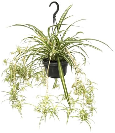 Chlorophytum Comosum Variegatum - 45-55cm - Ø14cm - Plante d'intérieur - Vert persistant