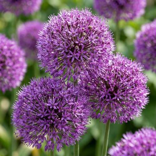 GreenboutiQ - Blumenzwiebeln - Allium Zwiebeln Purple Sensation - Bulbs Hardy Perennial - Farbe Lila - 15 Stück - Zwiebelgröße 10/12 - XXL Pack