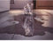 GuDoQi Puzzle 1000 Teile Puzzle für Erwachsene und Kinder ab 14 Jahren Puzzle Katze im Tiger für Wohnkultur