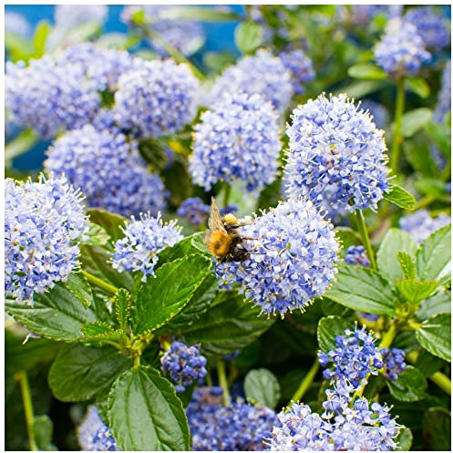 Californian Lilac/Ceanothus 'Victoria' in 2L Pot, Bright Blue Flowers, Very Hardy 3fatpigs®