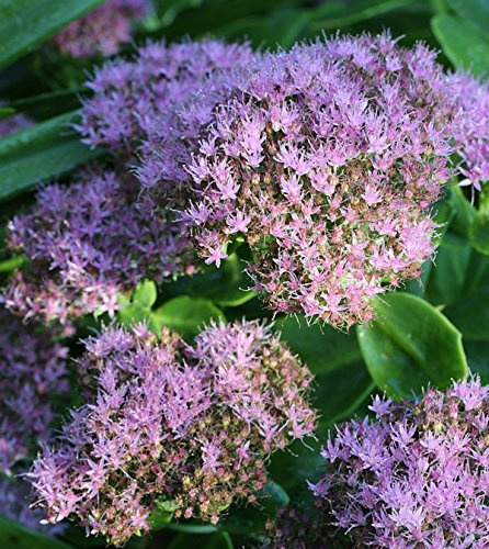Prächtige Fetthenne Brillant - Sedum spectabile - lebende Gartenpflanze aus den Baumschulen