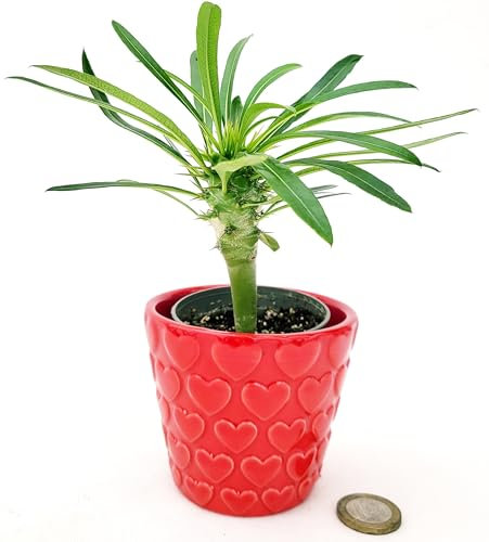 POWERS TO FLOWERS - PACHYPODIUM LAMEREI, PALMA DEL MADAGASCAR IN VASO CERAMICA CUORI, ideale per scrivania, pianta vera