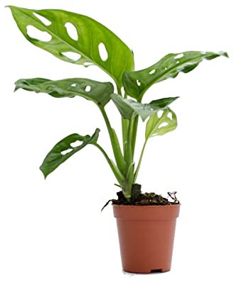 Mini Planta Natural Monstera DECOALIVE Planta de Interior Monstera Obliqua