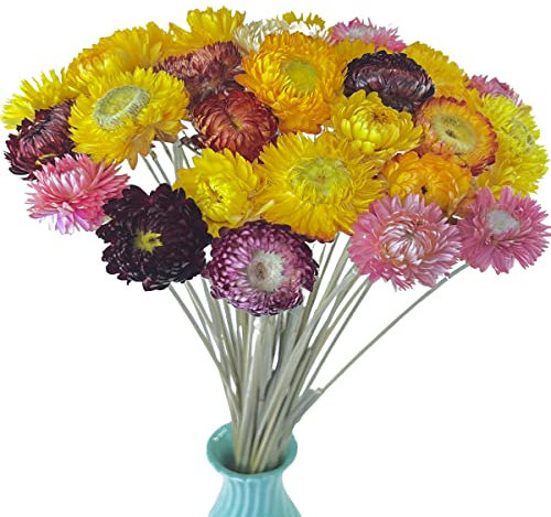 TooGet 40 Pcs Natural Dried Daisies, Dried Daisy Flowers Bouquet with Stem for Wedding Home Office Party DIY Flower Arrangement