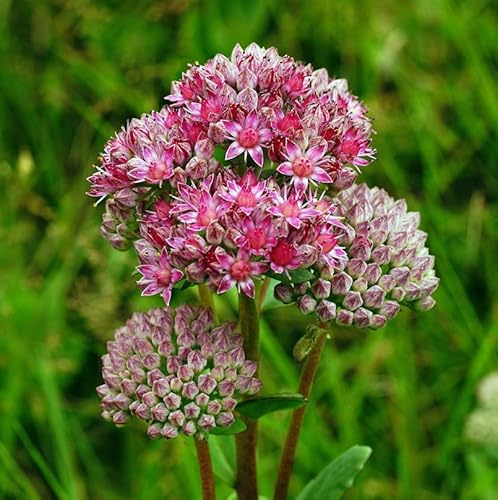 Große Fetthenne Seduction Green Pink - Sedum telephium - lebende Gartenpflanze aus den Baumschulen