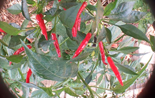SEMILLAS -CHILE DE ARBOL RED