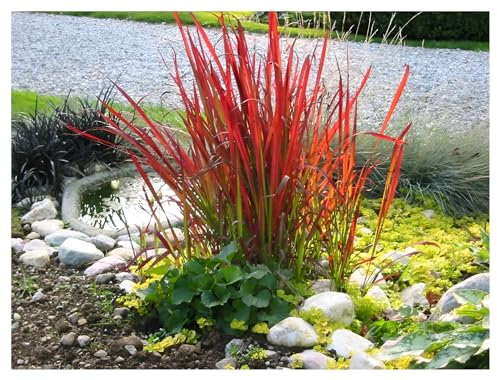3 x Imperata cylindrica 'Red Baron' im 1 Liter Topf (Ziergras/Gräser/Winterhart/Mehrjährig) Japanisches Blutgras - tolle Rotfärbung bis zum ersten Frost - super für Balkon & Kübel - von Stauden Gänge