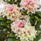 Rhododendron yak. Percy Wiseman Alpenrose 30-40cm im Topf gewachsen
