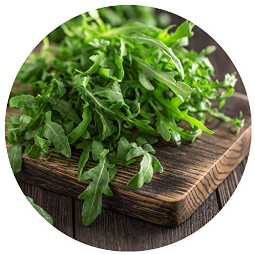 Rucola Samen/Eruca sativa / 20 Samen/Arugula/Salatrauke