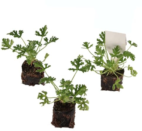 Set de 3 Flores de Geranio Limón - Pelargonium Citrodorum - Plantas Naturales - Plantas Viva