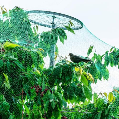 PanHuiWen Filet Anti Oiseaux en Maille Filet Jardin Cloture Support Treillis pour Plantes pour Plantes Fruits et Bassin,6x10m