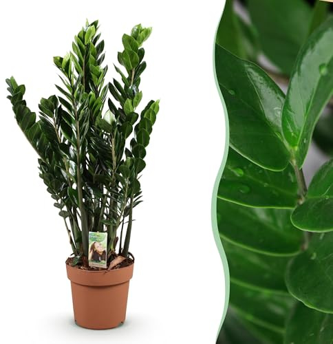 Green boutiQ - Plantes d'intérieur - Zamioculcas - Plante ZZ - Peu d'entretien - Vert - 1 Plante - Pot de 21 cm - Hauteur 80-90 cm