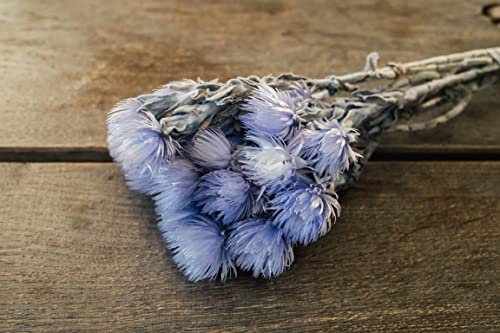 NaDeco Cape Flower getrocknet im Bund Länge ca. 30-40cm Farbe frei wählbar Strohblumen aus Afrika Boho Style getrocknete Blumen Trockenblumenstrauß, Farbe:Lila