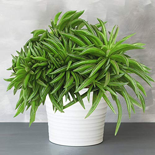 1 Peperomia Happy Bean | Plante en pot semi-succulente à feuilles persistantes | 15-25 cm