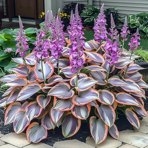 Eleganza Hosta bulbi,piante erbacee Resistenti perenni,bulbi da fiore a fioritura primaverile,adatti per la semina immediata,Hosta pianta vera (non artificiali)-4 Bulbi-J