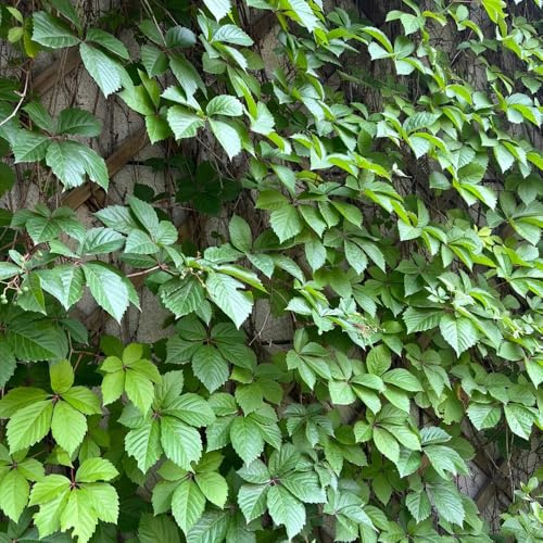 wilder wein winterhart - Parthenocissus quinquefolia - balkon hochbeet seltene 100samen