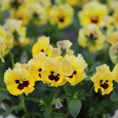 Semi di viola cornuta, da balcone resistenti semi da giardino biologici semi resistenti decorazione 80pcs