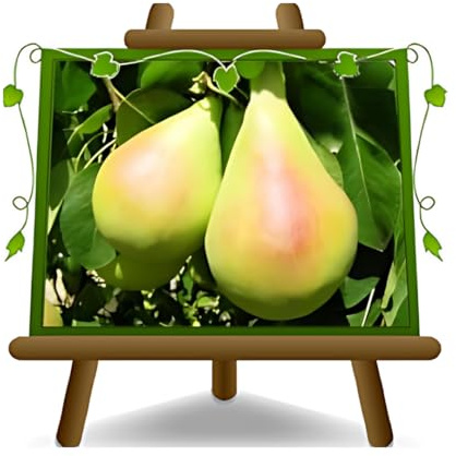 Birnbaum Schenkel - Obstpflanze alte Frucht auf Blumentopf 20 Baum max 170 cm – 2 Jahre Anbau Italien