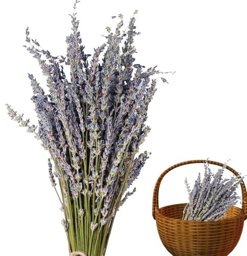 Lavanda seca natural: cubiertas perfumadas de flores secas para decoraciones elegantes, ramos de lavanda seca | Planta de lavanda con un simbolismo romántico para las decoraciones de bodas, Arraped